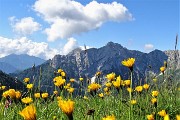 27 Fiori gialli per il roccioso grigio Pegherolo